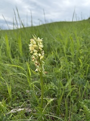 Dactylorhiza romana, photograph (c) Екатерина Кравцова, some rights reserved (CC BY)