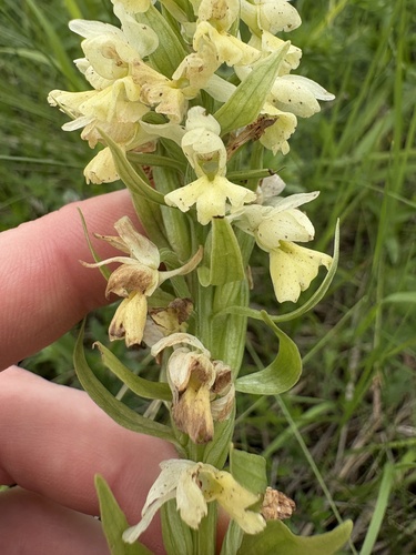 Dactylorhiza romana, photograph 6
