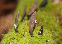 Xylaria castorea
