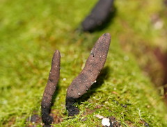 Xylaria castorea