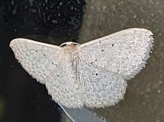Scopula sublinearia