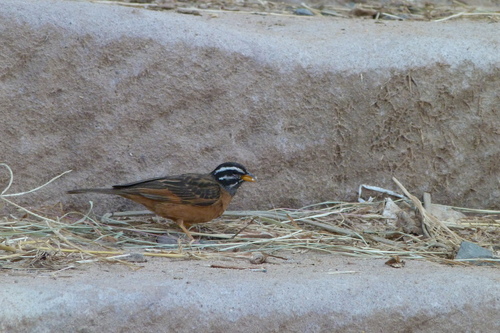 Cinnamon-breasted Bunting