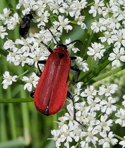 Black-headed Cardinal Beetle
