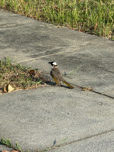 Light-vented Bulbul