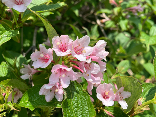 Weigela hortensis observed 2026-06-06