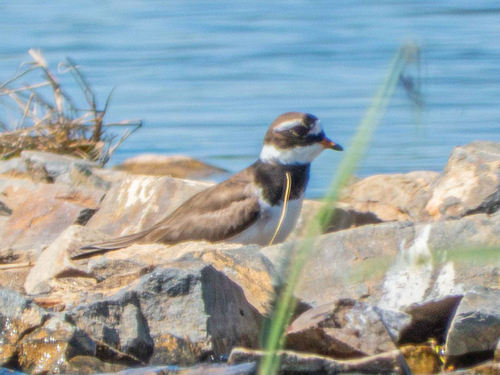 iNaturalist image