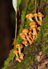 Pholiota squarrosipes