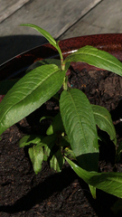 Persicaria odorata