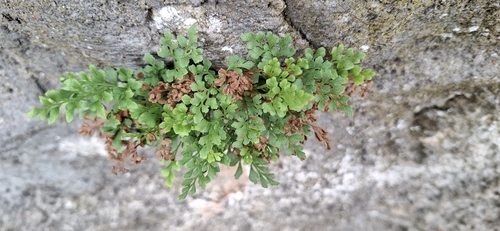 wall-rue