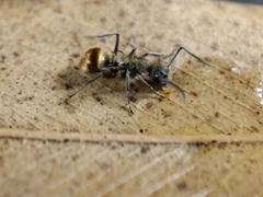 Polyrhachis aurea