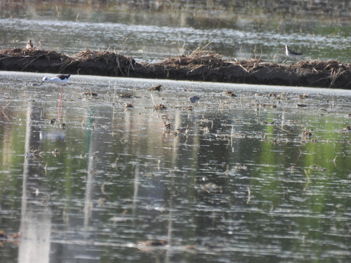 iNaturalist: (c) grandmowlet, some rights reserved (CC BY-NC) iNaturalist image