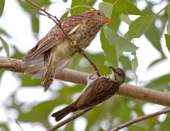 Ramsayornis fasciatus