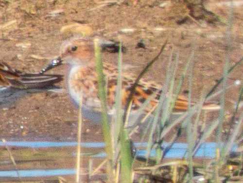 iNaturalist image
