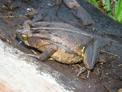 Rhinella henseli