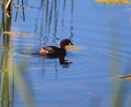 iNaturalist: (c) Benjamin Grosso, some rights reserved (CC BY-NC), uploaded by Benjamin Grosso iNaturalist image
