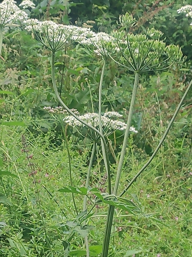 hogweed