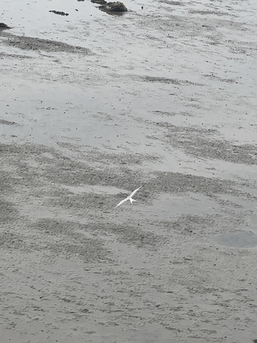 iNaturalist image
