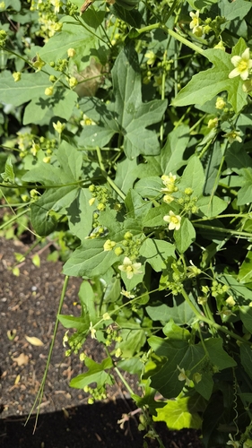 White Bryony