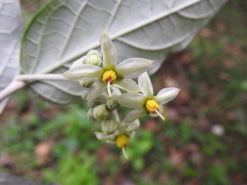 Image of Riedle's Nightshade (Solanum schlechtendalianum) by (c) Alexis López Hernández, some rights reserved (CC BY)