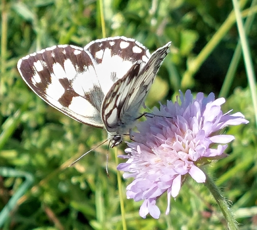 Marbled White