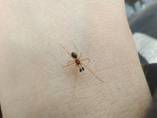 Neottiura bimaculata