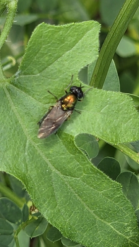 Broad Centurion Fly