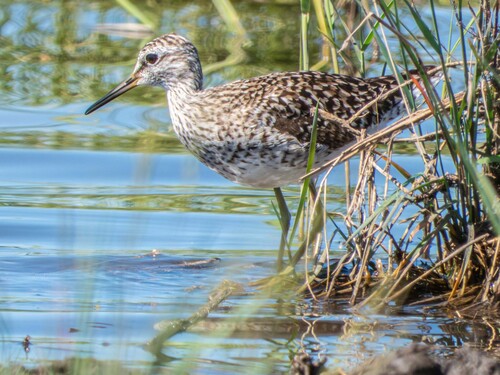 iNaturalist image