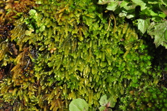 Scleropodium obtusifolium