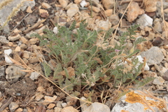 Erodium foetidum, photograph (c) Noé Fleury Frouart, some rights reserved (CC BY)