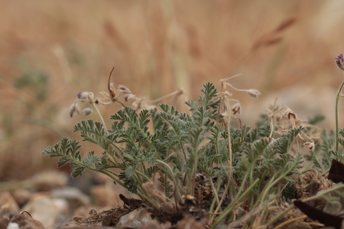 Erodium foetidum, photograph 5