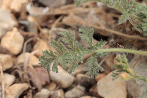 Erodium foetidum, photograph 6