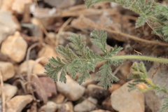 Erodium foetidum, photograph (c) Noé Fleury Frouart, some rights reserved (CC BY)