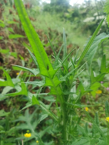 Bull Thistle