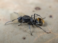 Polyrhachis vermiculosa