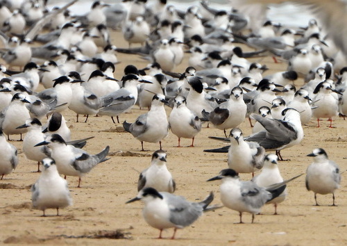 iNaturalist image