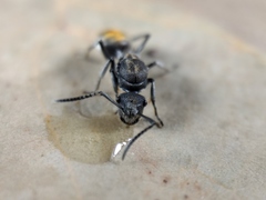 Polyrhachis vermiculosa