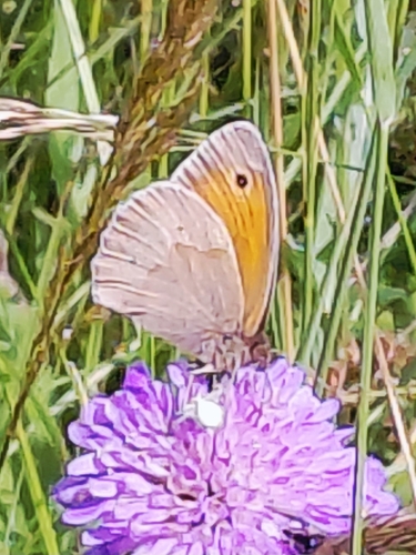 Meadow Brown