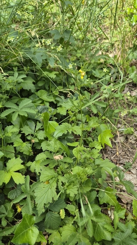 Wood Avens