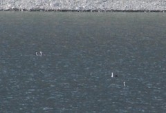 Aechmophorus occidentalis