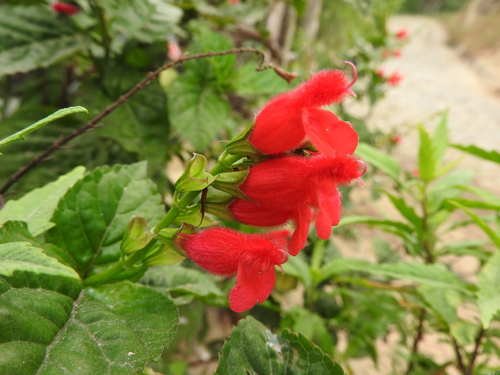 Image of Salvia miniata by (c) Alexis López Hernández, some rights reserved (CC BY)