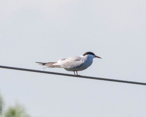 iNaturalist image