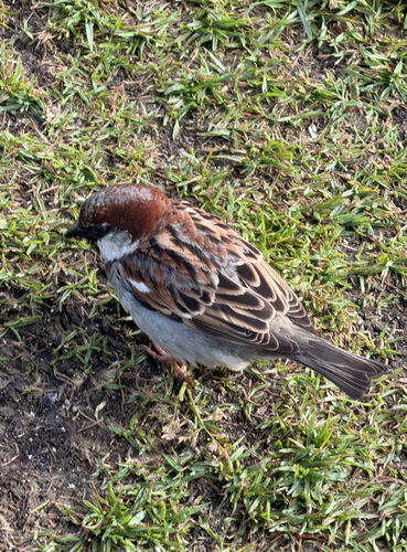 House Sparrow