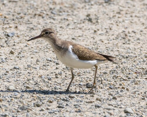 iNaturalist image