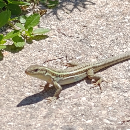Peloponnese Wall Lizard
