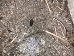 Pycnoscelus surinamensis