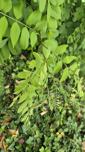 black locust