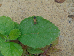 Dysdercus peruvianus