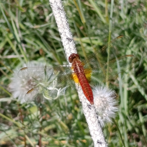 Broad Scarlet