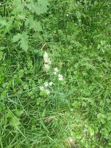 orchard grass