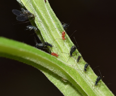 Uroleucon verbesinae
